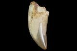 Serrated Theropod Tooth - North Dakota #88748-1